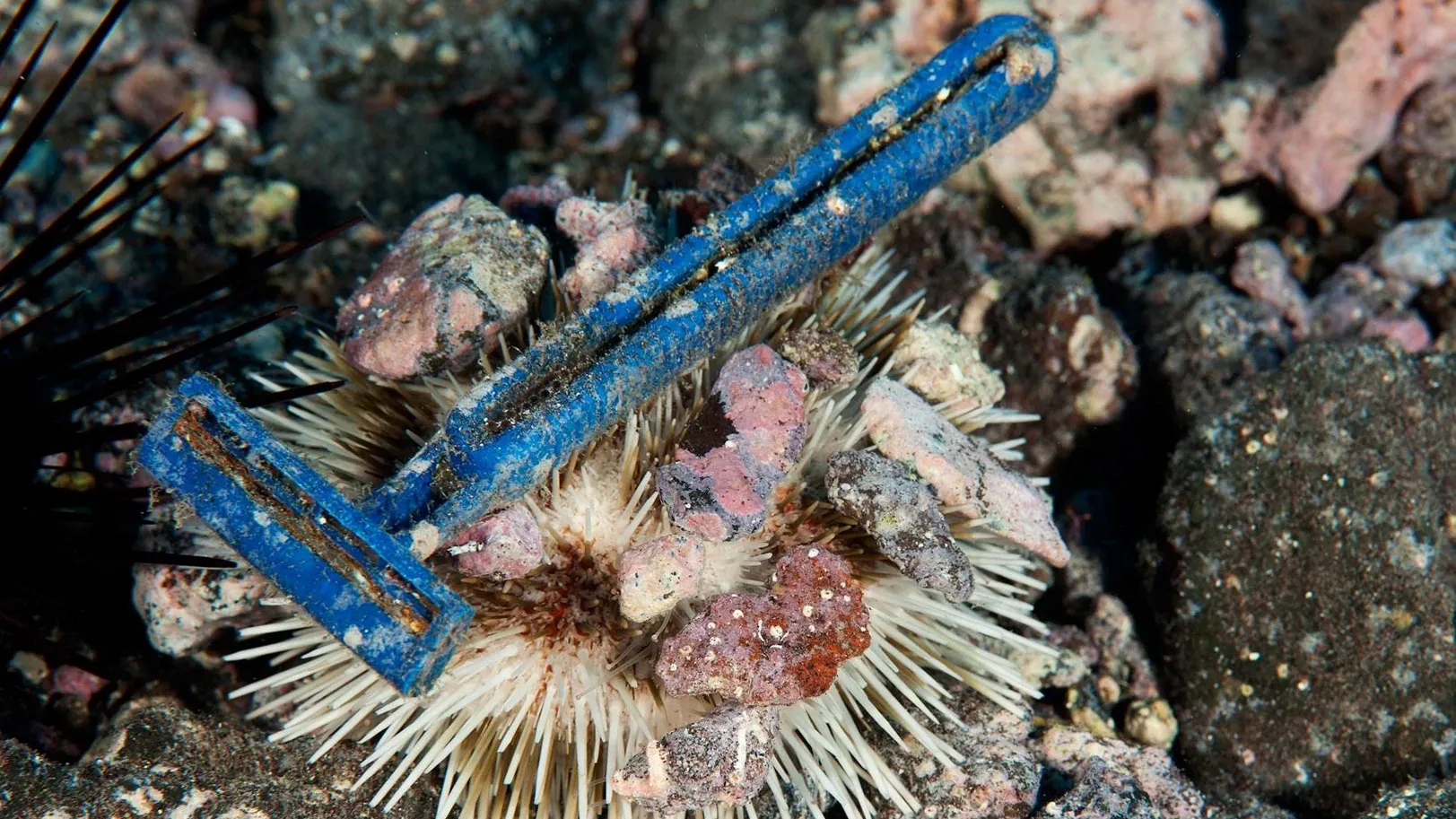 the pollution caused by plastic razor